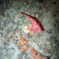 Sand inundated rock with a blue-mouth (Helicolenus dactylopterus), sea anemones (Anthozoa) and sponges (Porifera) at  East Rockall Bank SAC © NOC
