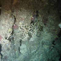 Rock with sea anemones (Anthozoa), branched sponge (Antho dichotoma) and a branched white coral (Stylaster sp.) at East Rockall Bank SAC © NOC