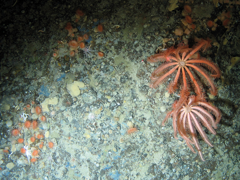 Brisingid starfish (Brisingida) on rock with sea anemones (Anthozoa) and sponges (Porifera) at East Rockall Bank SAC © NOC