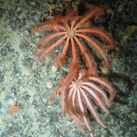 Brisingid starfish (Brisingida) on rock with sea anemones (Anthozoa) and sponges (Porifera) at East Rockall Bank SAC © NOC
