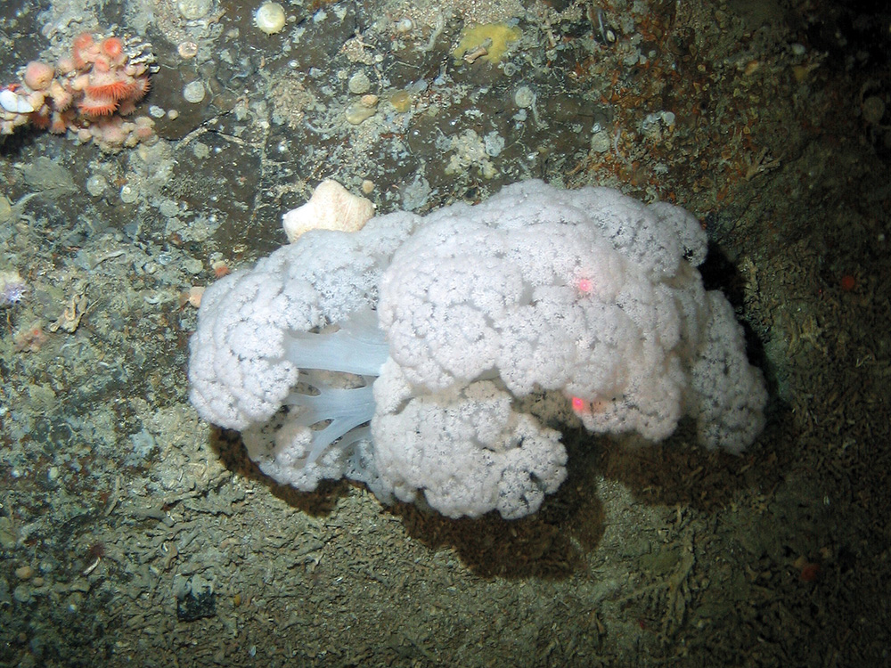 Soft coral (Nephtheidae) on rock with sponges (Porifera) and sea anemones (Anthozoa) at East Rockall Bank SAC © NOC