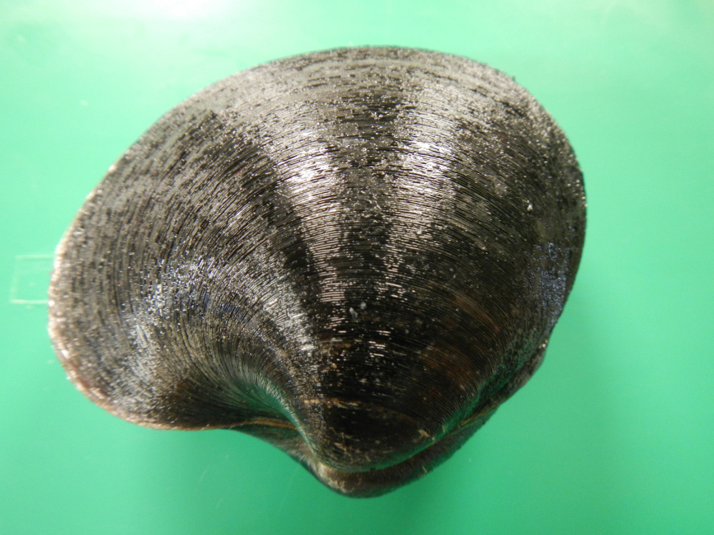 Ocean quahog (Arctica islandica) © A Cunha, 2014