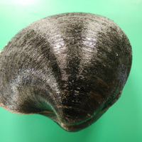 Ocean quahog (Arctica islandica) © A Cunha, 2014