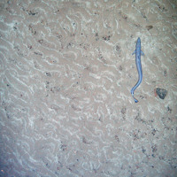 Blue ling (Molva dypterygia) and rippled sediments in Faroe Shetland Sponge Belt MPA © JNCC