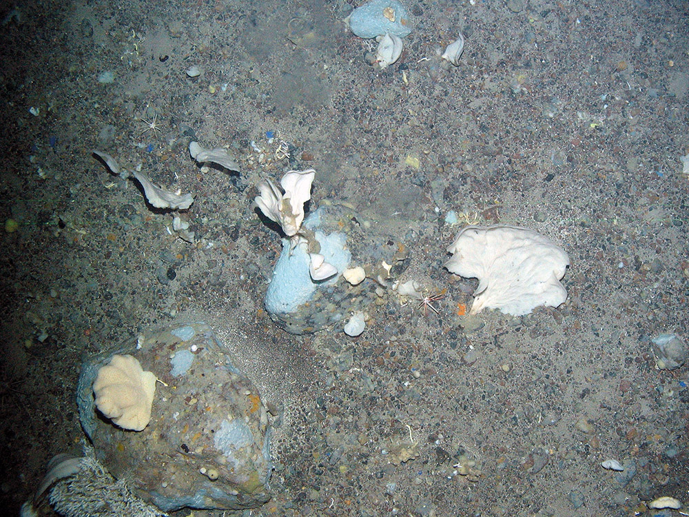 Deep sea bed with white lamellate sponges and blue encrusting sponges (Porifera) at Faroe Shetland Sponge Belt MPA © JNCC