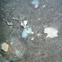 Deep sea bed with white lamellate sponges and blue encrusting sponges (Porifera) at Faroe Shetland Sponge Belt MPA © JNCC