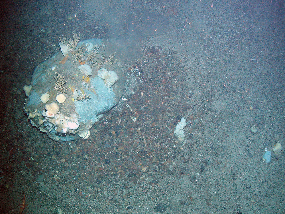 A rock covered in a range of sponges (Porifera) and deep sea coral (Cnidaria) at Faroe Shetland Sponge Belt MPA © JNCC