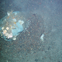 A rock covered in a range of sponges (Porifera) and deep sea coral (Cnidaria) at Faroe Shetland Sponge Belt MPA © JNCC