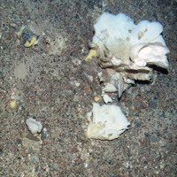 Lamellate sponges (Porifera) and pencil urchins (Cidaris) on deep sea sediments at Faroe Shetland Sponge Belt MPA © JNCC
