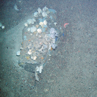 Soft corals (Alcyonacea) and a variety of sponges (Porifera) on a rock at Faroe Shetland Sponge Belt MPA © JNCC