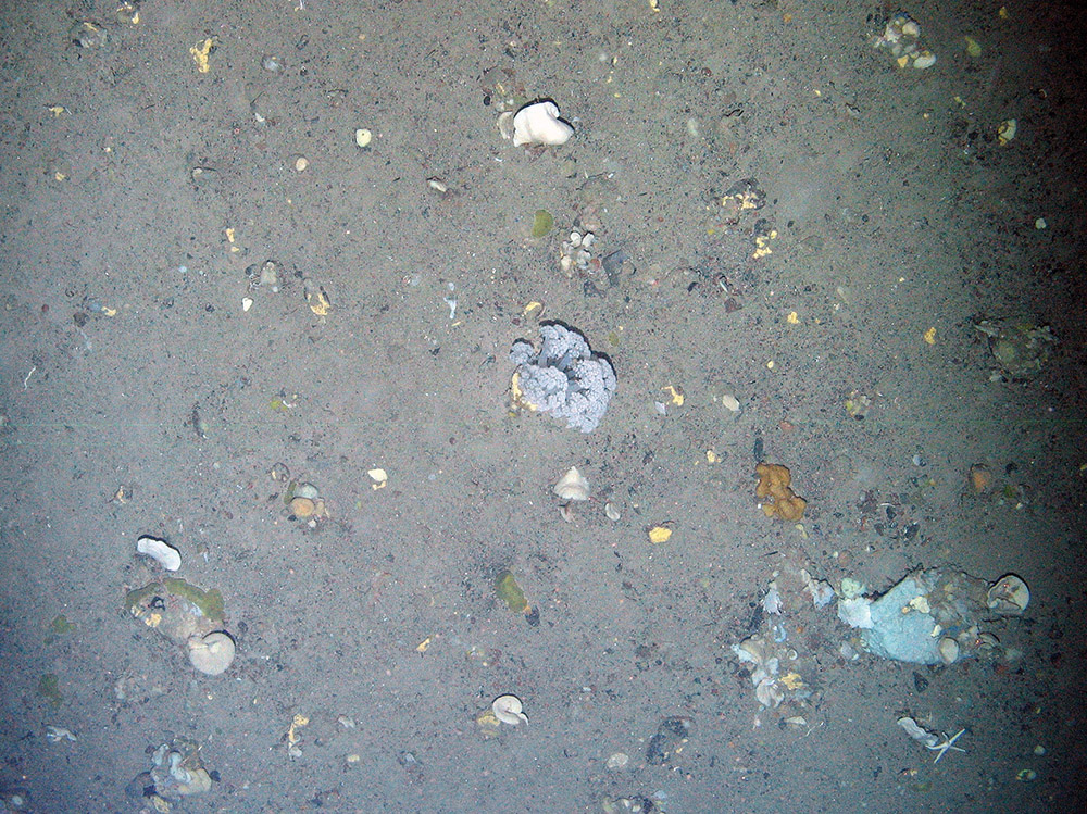 Soft corals (Alcyonacea) and a range of sponges (Porifera) on the seabed at Faroe Shetland Sponge Belt MPA © JNCC