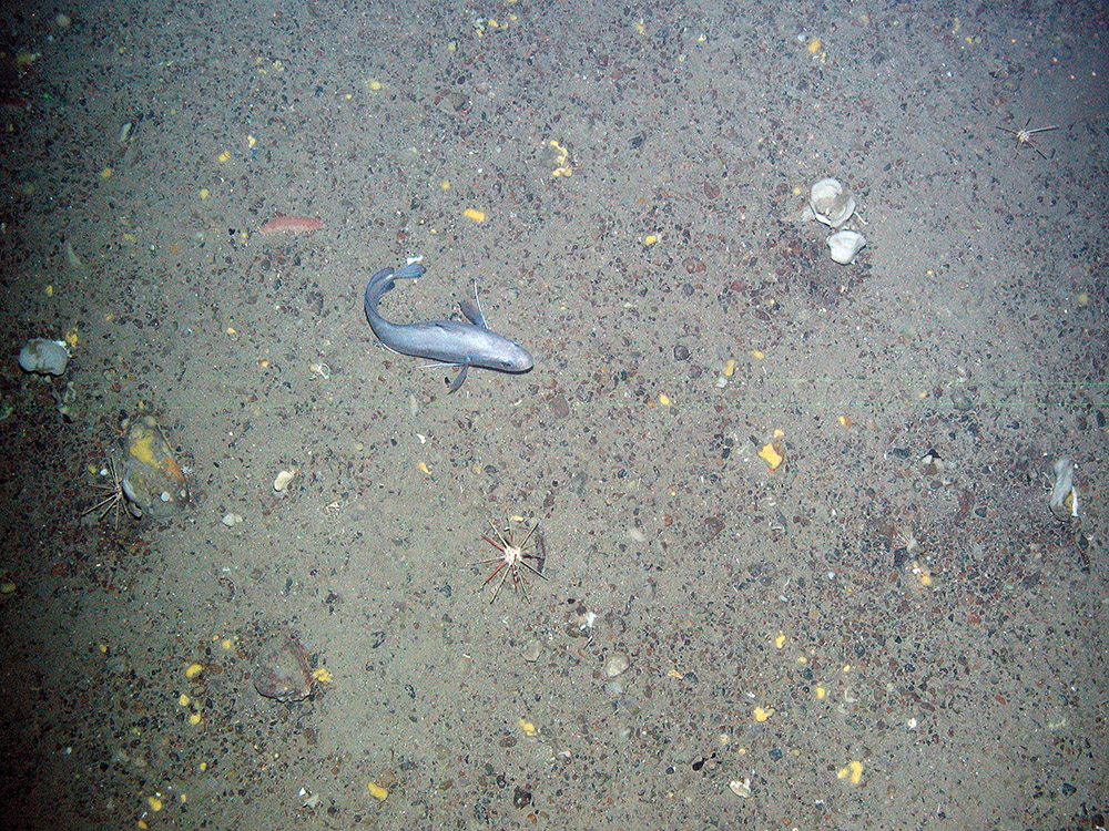 Fish and pencil urchins (Cidaris) on deep sea sediments at Faroe Shetland Sponge Belt MPA © JNCC
