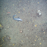 Fish and pencil urchins (Cidaris) on deep sea sediments at Faroe Shetland Sponge Belt MPA © JNCC