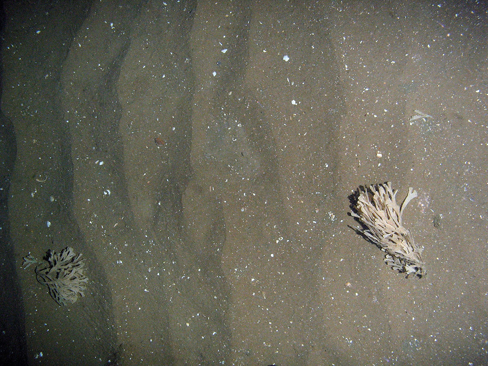 3. Close-up of the seabed at Firth of Forth Banks Complex Nature Conservation MPA showing Hornwrack (Flustra folicea) on rippled sand. Image provided by JNCC/Marine Scotland Science, 2011.