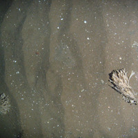 3. Close-up of the seabed at Firth of Forth Banks Complex Nature Conservation MPA showing Hornwrack (Flustra folicea) on rippled sand. Image provided by JNCC/Marine Scotland Science, 2011.