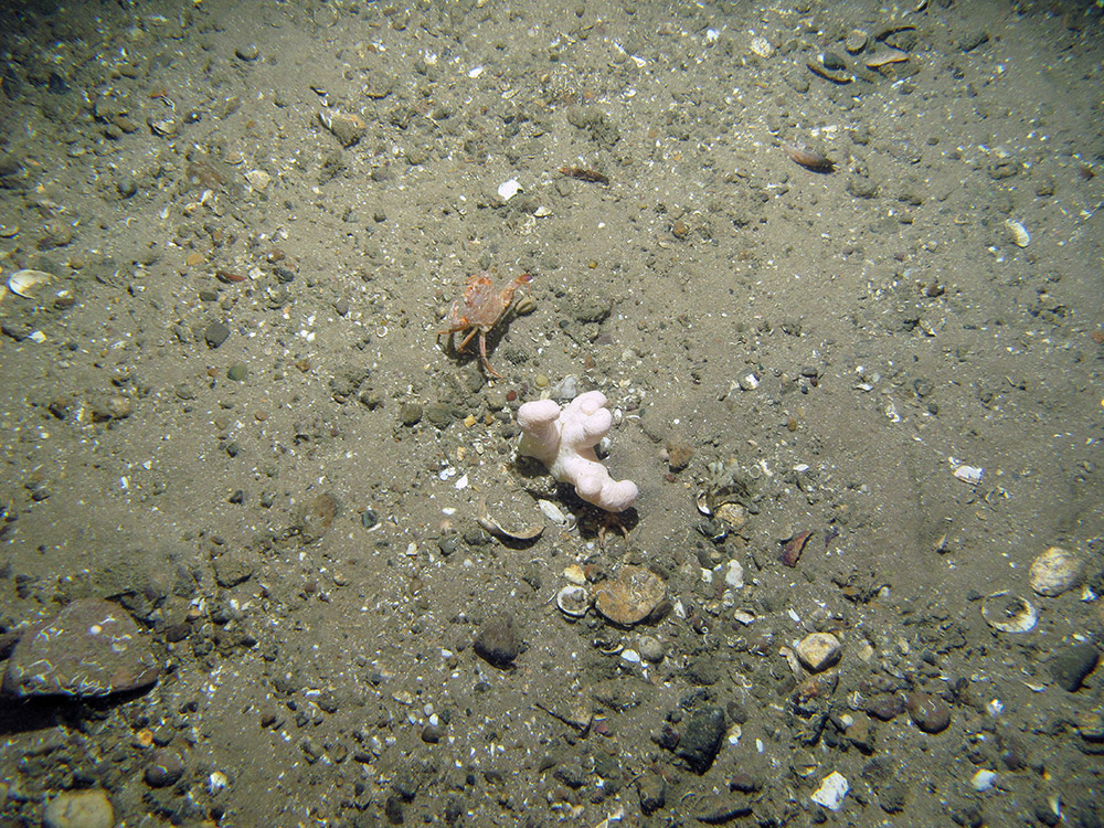 5. Close-up of the seabed at Firth of Forth Banks Complex Nature Conservation MPA showing swimming crab (Liocarcinus sp.) on dead man's fingers (Alcyonium digitatum) on gravel and sand. Image provided by JNCC/Marine Scotland Science/Cefas/NLB.