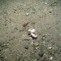 5. Close-up of the seabed at Firth of Forth Banks Complex Nature Conservation MPA showing swimming crab (Liocarcinus sp.) on dead man's fingers (Alcyonium digitatum) on gravel and sand. Image provided by JNCC/Marine Scotland Science/Cefas/NLB.