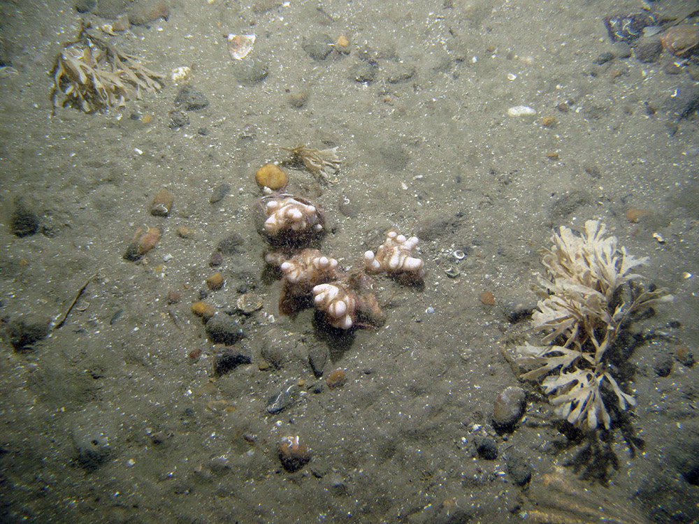 6. Close-up of the seabed at Firth of Forth Banks Complex Nature Conservation MPA showing Dead man's fingers (Alcyonium digitatum), brittle stars (Ophiophrix fragilis) and horn wrack (Flustra foliacea) on gravel and pebbles. Image provided by JNCC/Marine Scotland Science/Cefas/NLB.