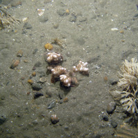 6. Close-up of the seabed at Firth of Forth Banks Complex Nature Conservation MPA showing Dead man's fingers (Alcyonium digitatum), brittle stars (Ophiophrix fragilis) and horn wrack (Flustra foliacea) on gravel and pebbles. Image provided by JNCC/Marine Scotland Science/Cefas/NLB.