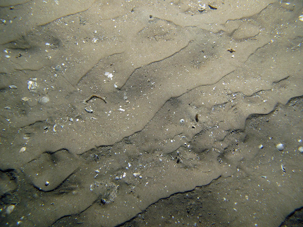 7. Close-up of the seabed at Firth of Forth Banks Complex Nature Conservation MPA showing rippled sand with shell fragments. Image provided by JNCC/Marine Scotland Science/Cefas/NLB.