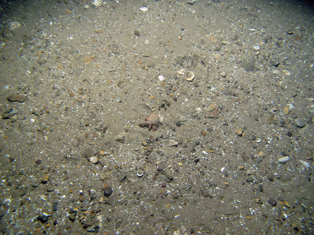 8. Close-up of the seabed at Firth of Forth Banks Complex Nature Conservation MPA showing hermit crab (Pagurus prideaux) with cloak anemone (Adamsia palliata) on rippled sand with shell fragments. Image provided by JNCC/Marine Scotland Science/Cefas/NLB.