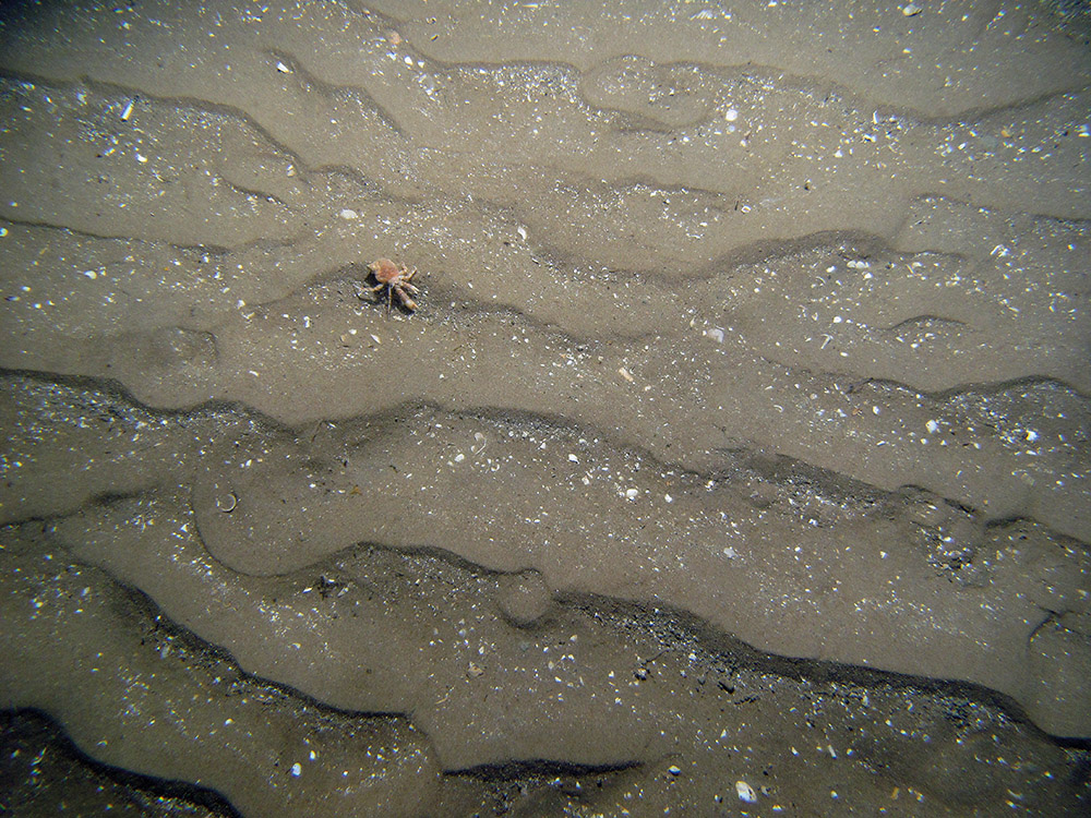 10. Close-up of the seabed at Firth of Forth Banks Complex Nature Conservation MPA showing hermit crab (Pagurus prideaux) with cloak anemone (Adamsia palliata) on rippled sand with shell fragments. Image provided by JNCC/Marine Scotland Science/Cefas/NLB.