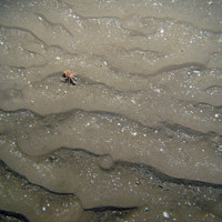 10. Close-up of the seabed at Firth of Forth Banks Complex Nature Conservation MPA showing hermit crab (Pagurus prideaux) with cloak anemone (Adamsia palliata) on rippled sand with shell fragments. Image provided by JNCC/Marine Scotland Science/Cefas/NLB.