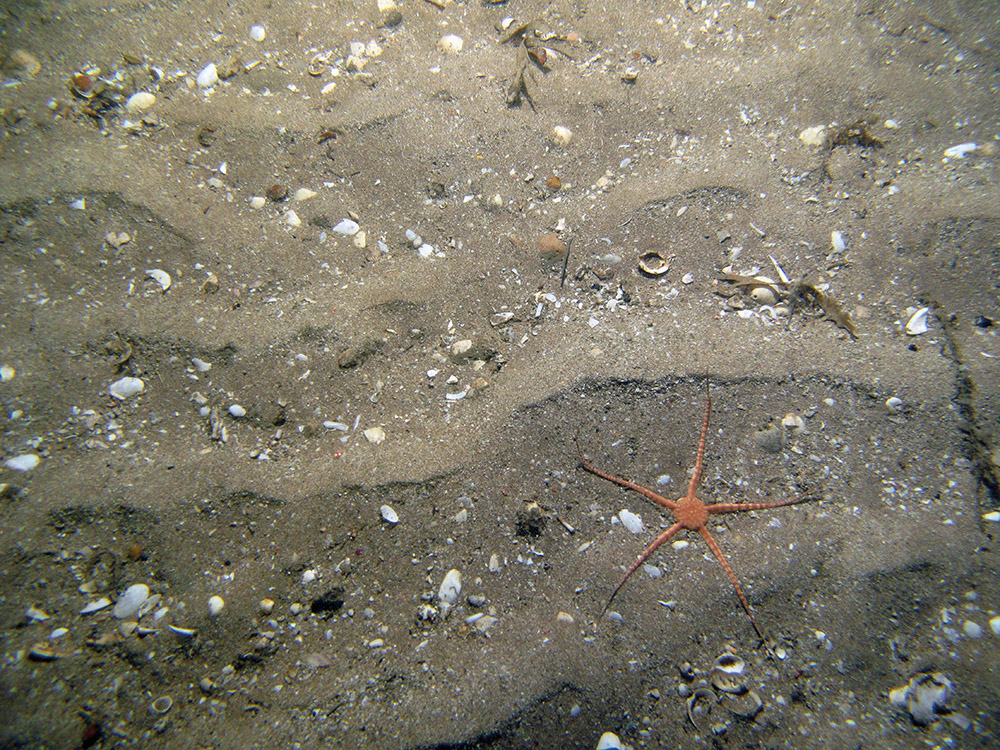 11. Close-up of the seabed at Firth of Forth Banks Complex Nature Conservation MPA showing brittlestar (Ophiuroidea) on rippled sandy sediment with shell fragments. Image by JNCC/Marine Scotland Science/Cefas/NLB.