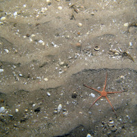 11. Close-up of the seabed at Firth of Forth Banks Complex Nature Conservation MPA showing brittlestar (Ophiuroidea) on rippled sandy sediment with shell fragments. Image by JNCC/Marine Scotland Science/Cefas/NLB.