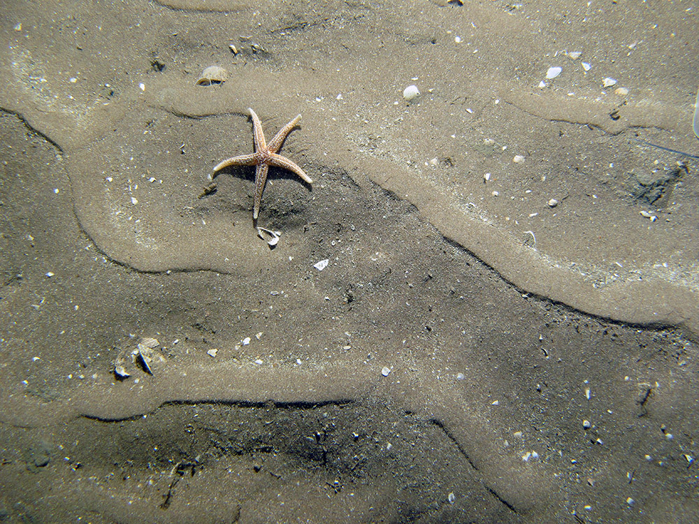 12. Close-up of the seabed at Firth of Forth Banks Complex Nature Conservation MPA showing common starfish (Asterias rubens) on rippled sand. Image provided by JNCC/Marine Scotland Science/Cefas/NLB.