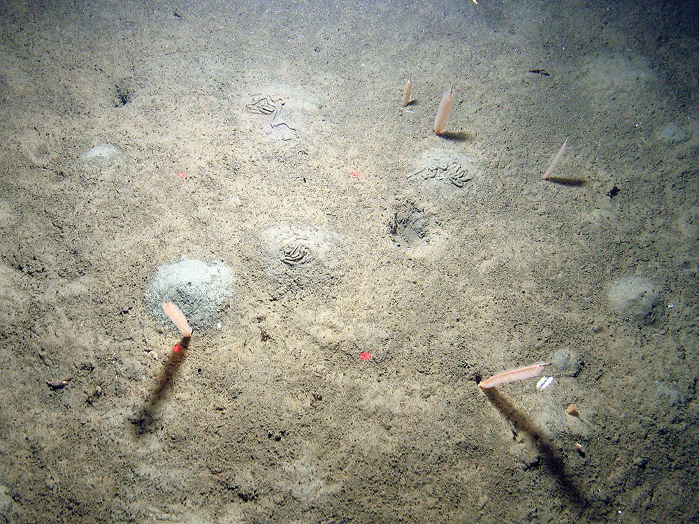 2. Close-up of the seabed at Fulmar MCZ showing slender sea-pens (Virgularia mirabilis) in muddy sediment with worm casts (Arenicola marina). Image provided by JNCC/Cefas.