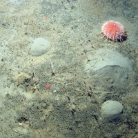 3. Close-up of the seabed at Fulmar MCZ showing common sea urchin (Echinus esculentus) and silty sediment together with the hydroid Corymorpha nutans. Image provided by JNCC/Cefas.