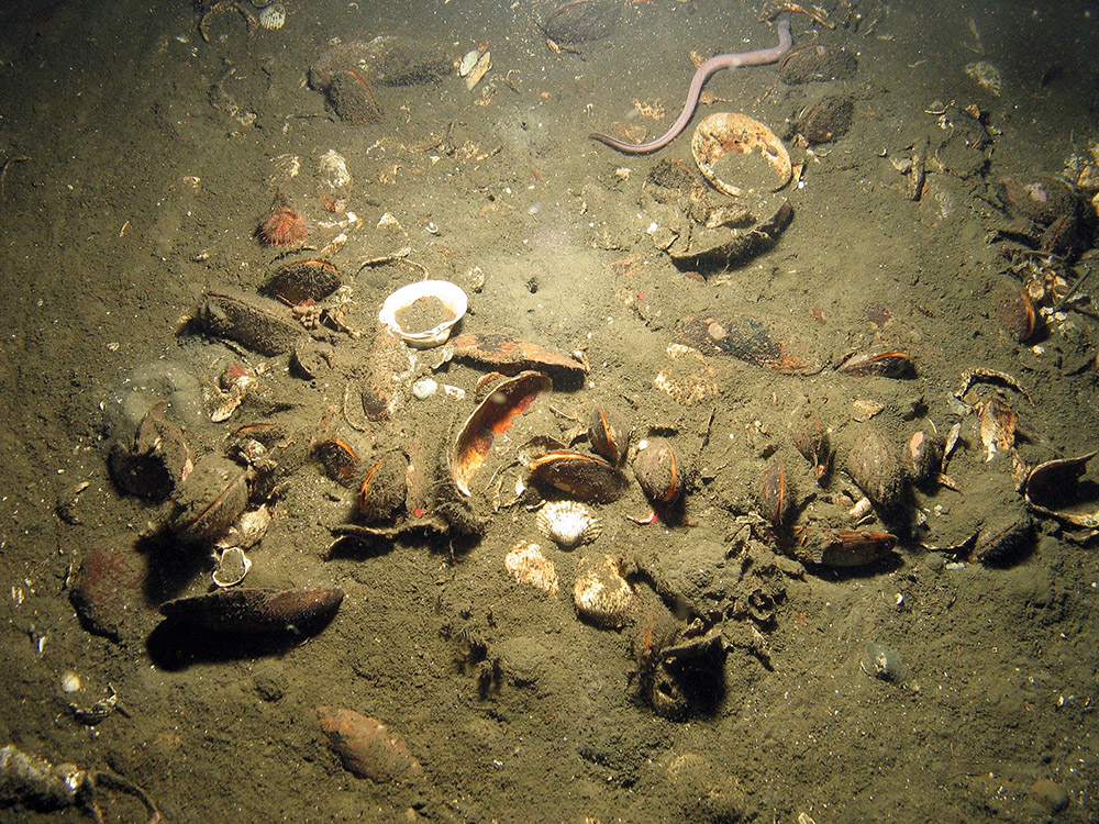 4. Close-up of the seabed at Fulmar MCZ showing horse mussels (Modiolus modiolus) in muddy sediment with a hag fish (Myxine glutinosa) swimming away. Image provided by JNCC/Cefas.