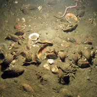 4. Close-up of the seabed at Fulmar MCZ showing horse mussels (Modiolus modiolus) in muddy sediment with a hag fish (Myxine glutinosa) swimming away. Image provided by JNCC/Cefas.