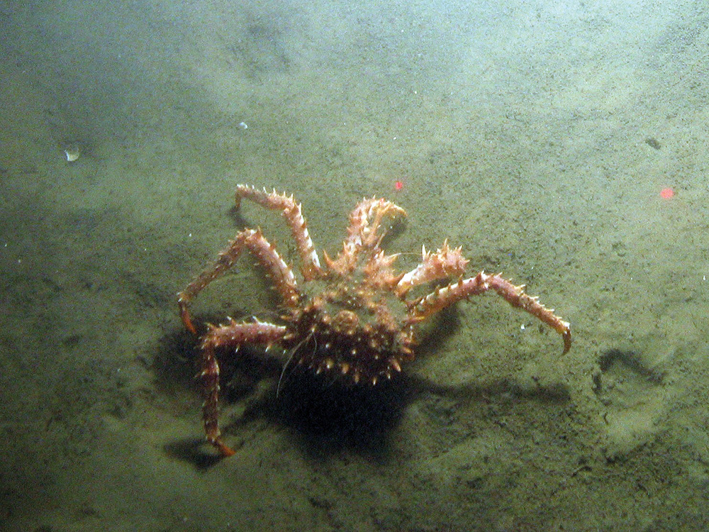 5. Close-up of the seabed at Fulmar MCZ showing a northern stone crab (Lithodes maja) on sediment. Image provided by JNCC/Cefas.