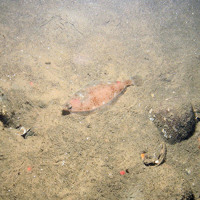 7. Close-up of the seabed at Fulmar MCZ showing lemon sole (Microstomus kitt) on mud. Image provided by JNCC/Cefas.