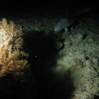 Close up of a boulder covered with corals on the seabed with a hiding fish at Geikie Slide and Hebridean Slope MPA (©JNCC/Marine Scotland Science)