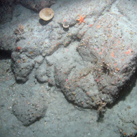 Image of bedrock fauna at Haig Fras SAC including starfish, cup corals and sponges (@ JNCC/Cefas)