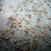 Close up of silty bedrock at Haig Fras SAC showing colourful Devonshire cup corals and an urchin (©JNCC/Cefas)