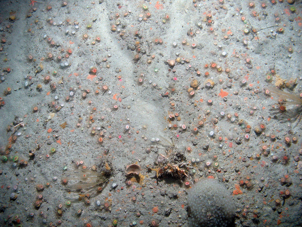 Image of Devonshire cup corals and sponges on silty bedrock at Haig Fras SAC (©JNCC/Cefas)