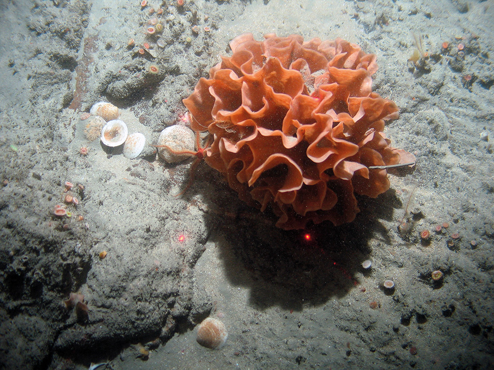 Close up of a ross coral (Pentapora foliacea) with other biota including Devonshire cup corals at Haig Fras SAC (©JNCC/Cefas)