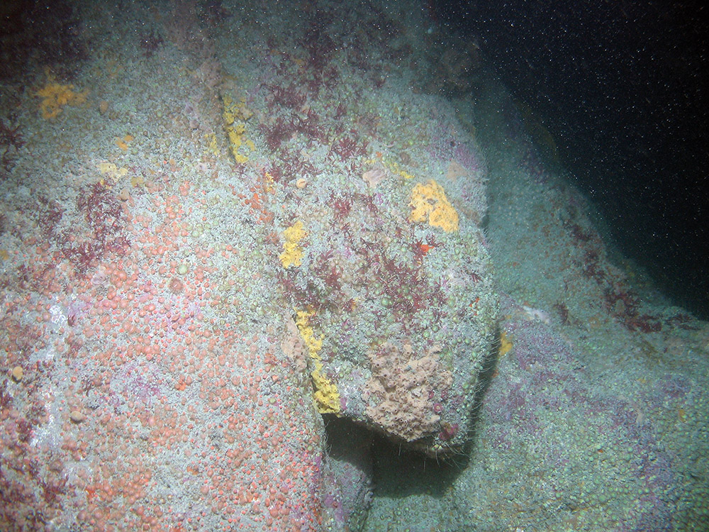 Image of vertical bedrock with jewel anemones and encrusting sponges at Haig Fras SAC (©JNCC/Cefas)