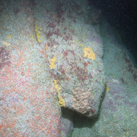 Image of vertical bedrock with jewel anemones and encrusting sponges at Haig Fras SAC (©JNCC/Cefas)