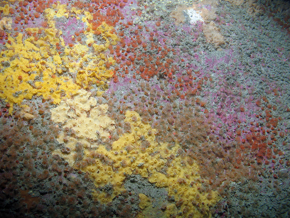 Close up of colourful bedrock biota at Haig Fras SAC, including jewel anemones (Corynactis viridis) and the sponge Myxilla rosacea (©JNCC/Cefas)