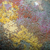 Close up of colourful bedrock biota at Haig Fras SAC, including jewel anemones (Corynactis viridis) and the sponge Myxilla rosacea (©JNCC/Cefas)