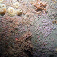 Close up of bedrock at Haig Fras SAC, showing plumose anemones (Metridium senile), jewel anemones (Corynactis viridis) and the sponge Halicliona viscosa (©JNCC/Cefas)