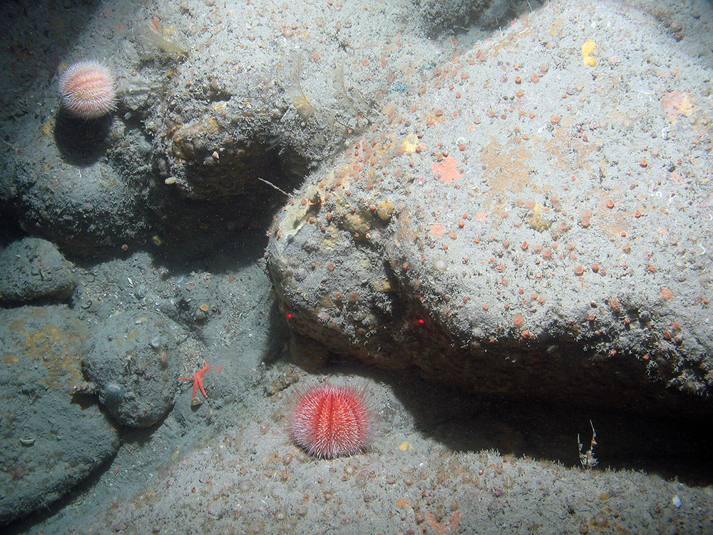 Common sea urchins (Echinus esculentus) on rock with encrusting sponges and jewel anemones (Corynactis viridis) at Haig Fras SAC ©JNCC/Cefas
