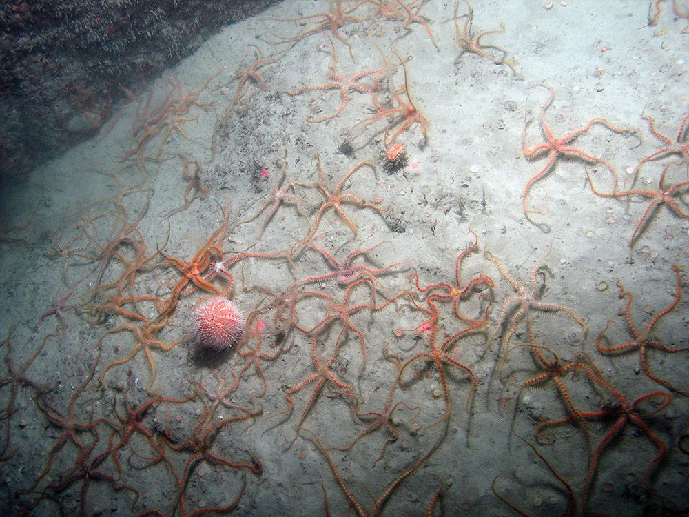 Image of common brittle stars (Ophiothrix fragilis) and the sea urchin (Echinus esculentus) on silty bedrock at Haig Fras SAC (©JNCC/Cefas)