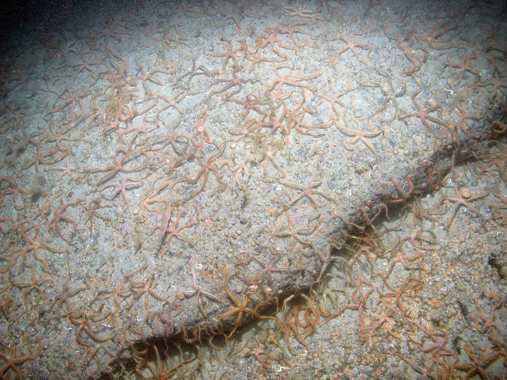 Close up of common brittle stars (Ophiothrix fragilis) on bedrock at Haig Fras SAC (©JNCC/Cefas)