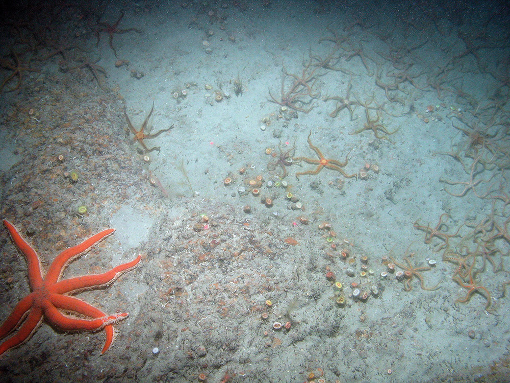 Image of a seven armed starfish (Luidia ciliaris) and black brittlestars (Ophiocomina nigra) on bedrock with Devonshire cup corals (Caryophyllia smithii) at Haig Fras SAC (©JNCC/Cefas)